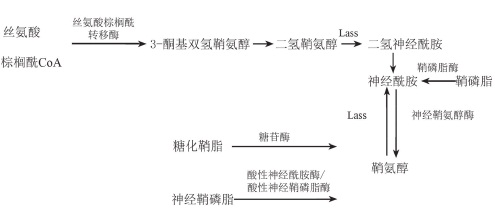 神经酰胺的作用