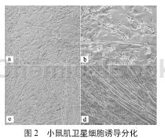 小鼠骨骼肌卫星细胞的相关研究