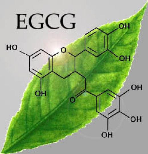 表没食子儿茶素没食子酸酯,egcg