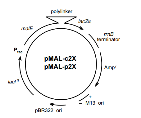 pmalc2g载体