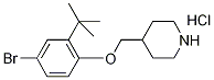 4-Bromo-2-(tert-butyl)phenyl 4-piperidinylmethylether hydrochloride 结构式