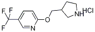 3-Pyrrolidinylmethyl 5-(trifluoromethyl)-2-pyridinyl ether hydrochloride 结构式