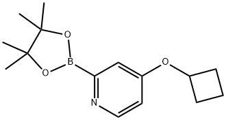 4-cyclobutoxy-2-(4,4,5,5-tetramethyl-1,3,2-dioxaborolan-2-yl)pyridine 结构式