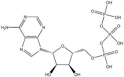 三磷酸腺苷溶液(ATP,10MMOL/L) 结构式