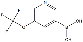 5-(三氟甲氧基)吡啶-3-硼酸 结构式