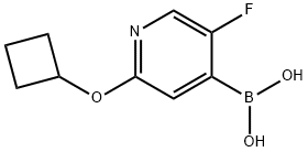 5-Fluoro-2-(cyclobutoxy)pyridine-4-boronic acid 结构式