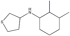 N-(2,3-dimethylcyclohexyl)thiolan-3-amine 结构式