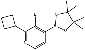 3-Bromo-2-(cyclobutyl)pyridine-4-boronic acid pinacol ester 结构式