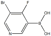 4-Fluoro-3-bromopyridine-5-boronic acid 结构式