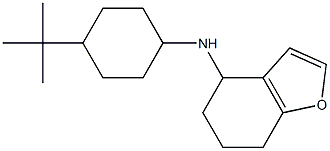 N-(4-tert-butylcyclohexyl)-4,5,6,7-tetrahydro-1-benzofuran-4-amine 结构式