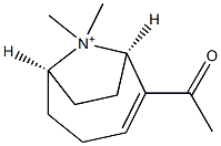 (1R,6R)-2-Acetyl-9,9-dimethyl-9-azoniabicyclo[4.2.1]non-2-ene 结构式