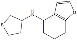 N-(thiolan-3-yl)-4,5,6,7-tetrahydro-1-benzofuran-4-amine 结构式