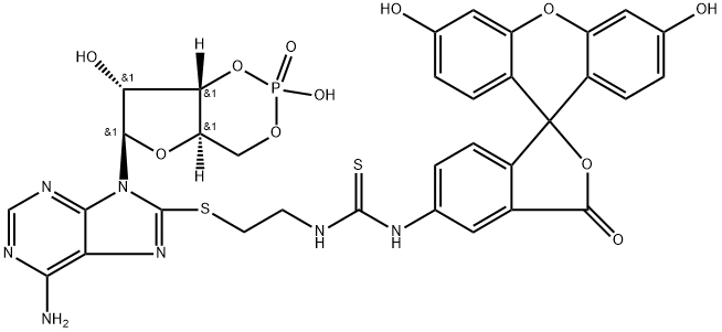 Adenosine, 8-[[2-[[[(3',6'-dihydroxy-3-oxospiro[isobenzofuran-1(3H),9'-[9H]xanthen]-5-yl)amino]thioxomethyl]amino]ethyl]thio]-, cyclic 3',5'-(hydrogen phosphate) 结构式