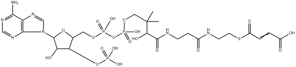 maleyl-coenzyme A 结构式