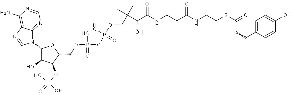 Coenzyme A, S-[3-(4-hydroxyphenyl)-2-propenoate] 结构式