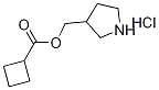 3-Pyrrolidinylmethyl cyclobutanecarboxylatehydrochloride 结构式