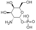 ALPHA-D-GALACTOSAMINE 1-PHOSPHATE