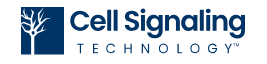 Cell Signaling Technology Inc