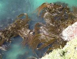 印度科學家從海藻中開發出一種石墨烯材料，可用于處理高濃度廢水