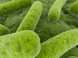 美批准螺旋藻提取物用于膳食补充剂