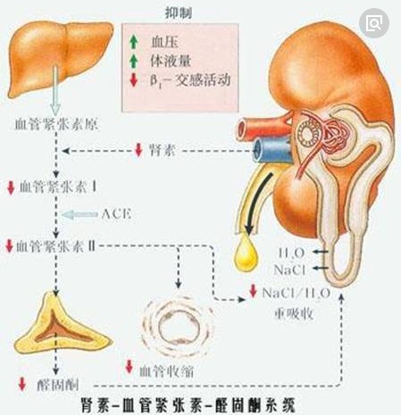 肾素-血管紧张素-醛固酮系统