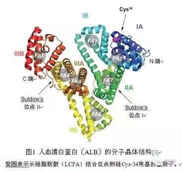 人血清白蛋白结构图片