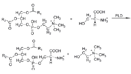 丝氨酸磷酸化图片