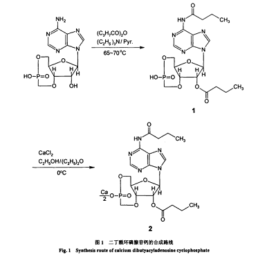 二丁酰环磷腺苷钙的作用用途