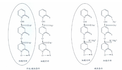 吡啶硫酮锌的制备