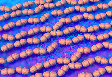 粪肠球菌的制备方法及应用