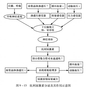 抗利尿激素的作用