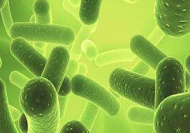 植物乳杆菌在添加剂和发酵领域的应用