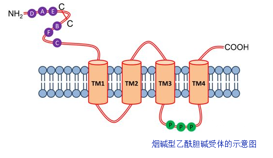 二化螟烟碱型乙酰胆碱受体的分子特性和表达模式