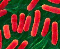 大肠埃希氏菌的检测方法及应用
