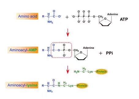 合成酶介导的氨基酸浓度感知通路