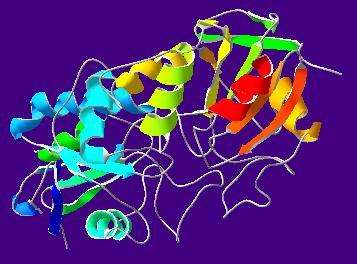 辣根过氧化物酶（HRP）—迄今为止ELISA中应用最为广泛的标记用酶