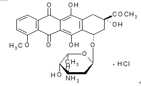 盐酸柔红霉素药理作用及作用机制