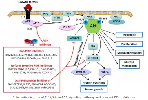 关于PI3K信号通路抑制剂类抗肿瘤药物的研发进展介绍