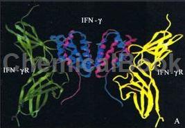 Recombinant Rat IFN-γ在衣原体感染中的作用