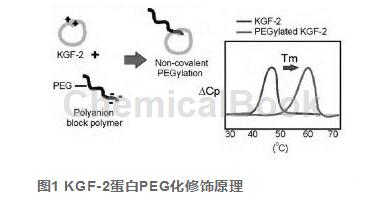 Recombinant Rat KGF-2/FGF-10的稳定性研究