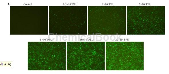 Recombinant Rat IL-21基因重组腺病毒可控制慢性HBV感染