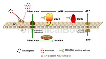 肿瘤免疫治疗新靶点——腺苷（ADO）