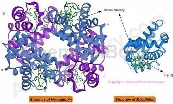 肌红蛋白的结构及临床意义