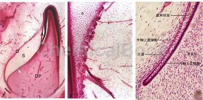 小鼠牙乳头细胞提取物的应用