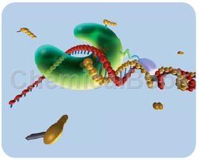 PCR ENHANCER PCR增强剂的应用