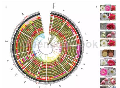 世界首个梅花全基因组重测序研究完成