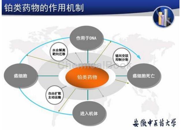 铂类药物作用机制