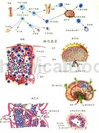 大鼠淋巴成纤维细胞提取物的应用