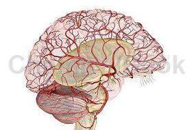 人脑动脉血管组织提取物的应用