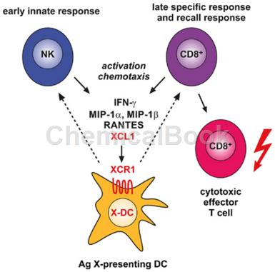 Recombinant Rat Lymphotactin/XCL1的分子结构特征